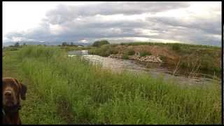 PORTER Pointing Lab Training  Retrieving wwwpoudrerivergundogscom [upl. by Hsetirp]