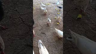 Acche din aane wale hai birds pigeon fancypigeon [upl. by Linders481]