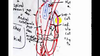 brachial artery quick reviw [upl. by Lipkin]