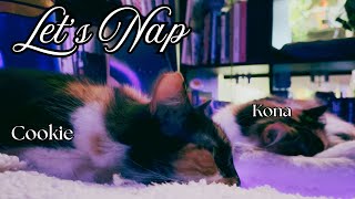 2 Calico Cats Enjoying a Catnap 😻 [upl. by Kifar114]