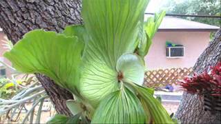 How to grow the elephant ear staghorn fern [upl. by Akyeluz]