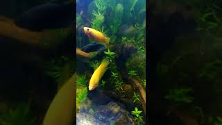 Betta Sorority Devouring Brine Shrimp Frozen Live Artemia [upl. by Nylkaj]