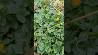 Flowers of our south Norfolk fields  Lesser Celandine [upl. by Ferna841]