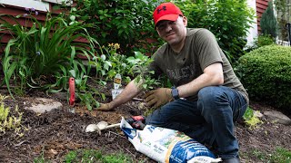 Transplanting Salvias with Espoma Biotone [upl. by Swisher]