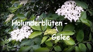 Holunderblüten Gelee aromatisch einzigartig lecker verführerisch [upl. by Fionna]