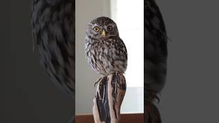 Owl bird art  trending art shorts  trending sad shorts [upl. by Ybrek]