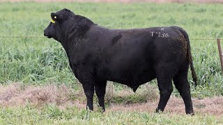 Lot 136 EVT22T436 Peakes Bowen 2024 [upl. by Harwilll349]