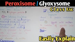 Peroxisome  Glyoxysome  Structure  Class 11 Biology [upl. by Rabka]