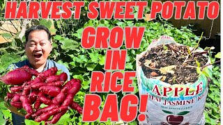 Harvest Japanese Sweet Potatoes Grow In Rice Bag Its Unbelievable So Many Tubers [upl. by Eibbil]