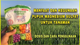 Manfaat Dan Dosis Pupuk Magnesium Sulfat Untuk Tanaman [upl. by Ahsemaj]