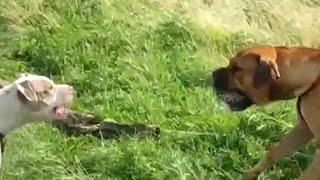 Pitbull vs bullmastiff Pitbull looks at bullmastiff [upl. by Honora]