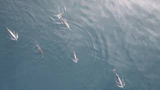 Sowerbys Beaked Whales in Norfolk Canyon [upl. by Annasus]