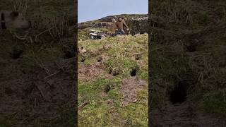 ferreting hunting fieldsports lurcher rabbiting rabbitexpress huntingdog workingdog [upl. by Yrrag711]