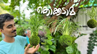 പായൽ പന്തുകൾ  Kokedama വളരെ എളുപ്പത്തിൽ ഉണ്ടാക്കാം 🌿 kokedama mossball [upl. by Kendrick]