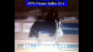 KFPS Friesian Stallion AARNOLD 471 Hengstenkeuring 2014 Google Exclusive [upl. by Frankie]