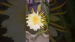 Flor de Pitahaya [upl. by Hammock]