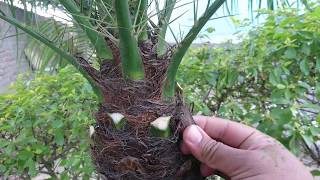 Pruning Phoenix Palm [upl. by Eelanej]