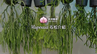 石松故事介紹 Huperzia [upl. by Giza432]