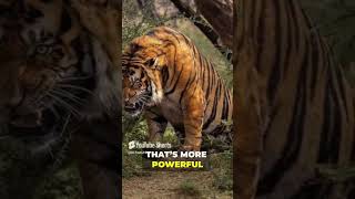 Tiger stronger than Lion animals shorts [upl. by Adala]