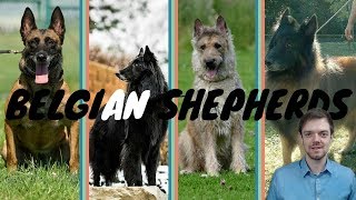 Difference Between Belgian Shepherds  Malinois  Laekenois  Tervuren  Groenendael [upl. by Aihsoem]