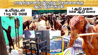 சென்னைக்கு ராஜஸ்தானிலிருந்து ஆடு இறக்குமதி உயிருடன் 1 கிலோ 380 ரூபாய் pannaiveedu chennai goat [upl. by Slin]