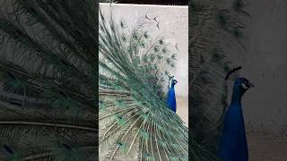 Peacock 🦚 Modeling Show [upl. by Waiter]