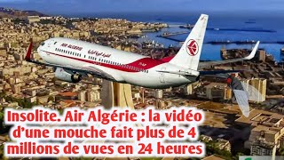 Insolite Air Algérie  la vidéo d’une mouche fait plus de 4 millions de vues en 24 heures [upl. by Hsital]