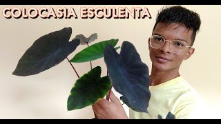 Colocasia Esculenta  folhagem preta para seu ambientejardim [upl. by Eatnoed440]