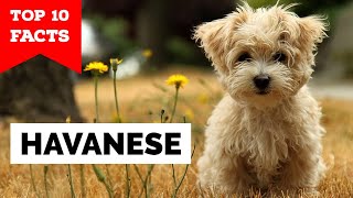 Havanese  Top 10 Facts [upl. by Weir]