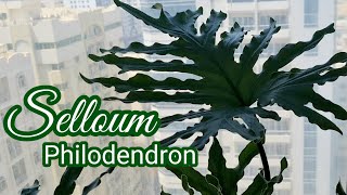 Thaumatophyllum Bipinnatifidum  Philodendron Selloum [upl. by Camilia]