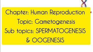 GametogenesisClass12th BiologyHuman Reproduction [upl. by Stiruc]