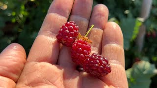 Tayberries are a delicious raspberry X blackberry hybrid [upl. by Stuckey448]