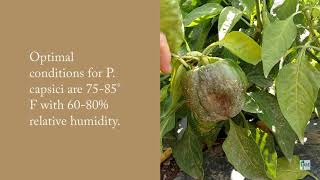 Phytophthora capsici on Peppers [upl. by Eihtur]