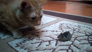 Cat vs Mouse Battle Movie Directors Cut [upl. by Onej]