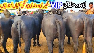 Lahore Cow Mandi Beautiful Jhotian  Top Quality Buffalo Farming Plan  AOne Dairy Farming Business [upl. by Ecnerual367]