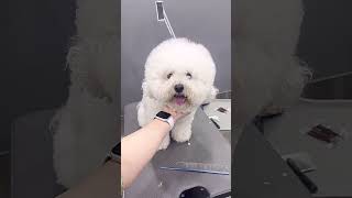 BICHON FRISES PUPPY GETTING FACELIFT AND GROOMING FACETRANSFORMATION 🐶 🐾 🙉 pets dog cute puppy [upl. by Aramahs]