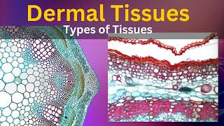 Dermal tissues class 9  Dermal tissues Dermal tissues class 9 diagram  plant tissues [upl. by Barcot]