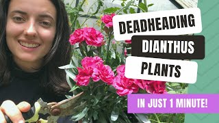 How To Deadhead Dianthus For More Flowers [upl. by Chin]