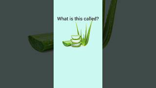 Can you name these Common Indian Herbs dailyenglish english visualvocabulary learnenglish [upl. by Yve]