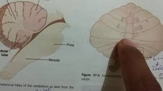 Cerebellum motor function AfferentEfferent pathways Guyton 57 [upl. by Asila]