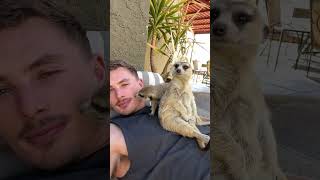 Meerkat bodyguards 😂 animals animallover wildlife cuteanimals [upl. by Ais]