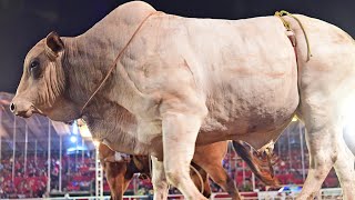 SEMI FINAL EM TOUROS  Rodeio GIGANTE VERMELHO de Cândido Mota 2022 [upl. by Abie]