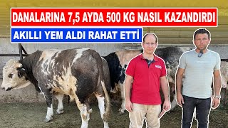 Danalarına 75 Ayda 500 Kg Nasıl Kazandırdı  Akıllı Yem Aldı Rahat Etti [upl. by Eenram641]