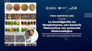 La Investigación en Streptomyces una bacteria filamentosa con potencial biotecnológico [upl. by Ainerbas]