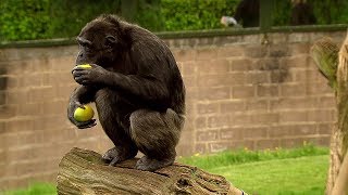 Chimp Learns to Trade  Extraordinary Animals  BBC Earth [upl. by Atnes]