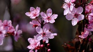 Breathtaking Flower Garden Timelapse [upl. by Holleran]