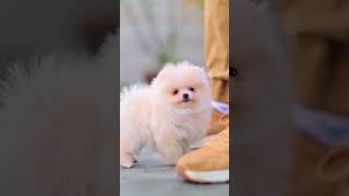 🎥🧁🍦 súper tiernos y alegres cómo está niña  así son los pomeranian “los pequeños gigantes” 🧁🍦 [upl. by Reltuc]