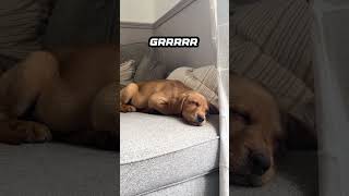 He is having a RUFF Dream labrador puppy napping [upl. by Fruin]