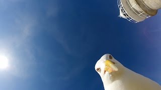 GoPro Seagull Stole My GoPro [upl. by Aikel472]