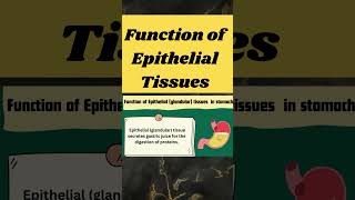 function of epithelial tissues in stomach shorts [upl. by Aicelef]